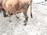 गाय, मवेशी — फ़ोटो 7