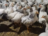 Chickens — 照片 5