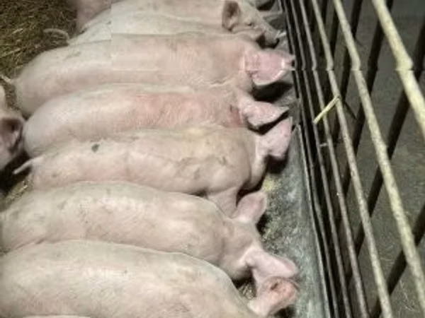 Boar, 