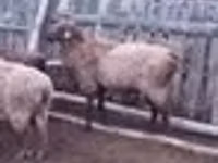 Ram, Edilbay sheep — photo 3