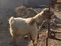 عنزة, Alpine goat — الصورة 2