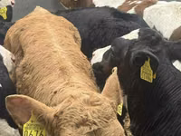 Cattle (batch, sex not specified), Cattle — photo 2