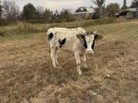 Ng'ombe jike, Ala-Tau breed — picha 7