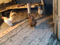 Bantam — picha 3