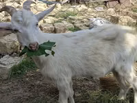 Mbuzi (kikundi, jinsia haijatajwa), Saanen goat — picha 1