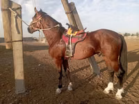 Farasi dume, Kustanai horse — picha 4
