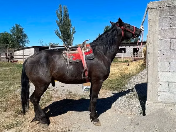 حصان, Karabair horse