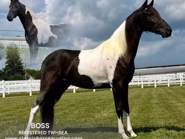 حصان, Tennessee Walking Horse