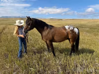 Farasi dume, Horses of Sable Island — picha 5