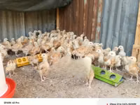 Chickens — 照片 7