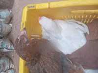 Shamo chickens — photo 7