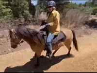 Farasi dume, Missouri foxtrotter — picha 5