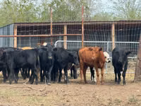 Cattle (batch, sex not specified), Hereford — photo 2