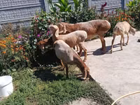 भेड़, Arashan sheep — फ़ोटो 2