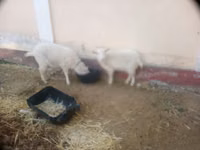 Goat, Irish goat — photo 5