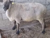 Dume la kondoo, Hampshire sheep — picha 3