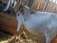 Mbuzi dume, Kamori goats — picha 5