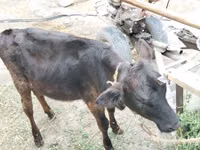 母牛, Cattle — 照片 1