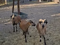 मेढ़ा, Cameroon sheep — फ़ोटो 1