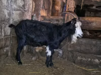 बकरी, Kamori goats — फ़ोटो 1