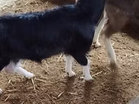 عنزة, Alpine goat — الصورة 2