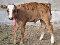 Ng'ombe dume, Simmental cattle — picha 2