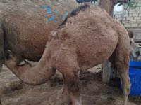 جمل, Kazakh Bactrian camel — الصورة 2