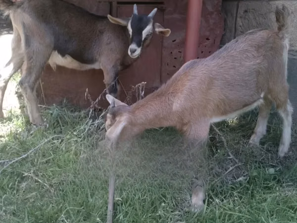 Mbuzi jike, Mbuzi