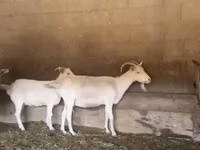 बकरी, Pomellata goat — फ़ोटो 1