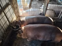 Pigs (batch, sex not specified), Pigs — photo 1