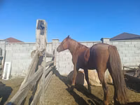 Mare, Kazakh horse — photo 1