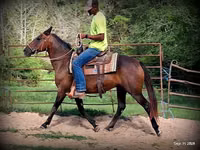 Farasi jike, Quarter Horse — picha 7