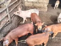公猪, Pigs — 照片 4