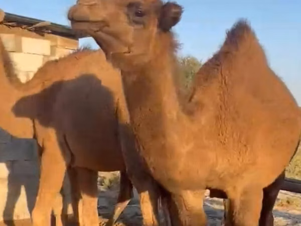 Ngamia dume, Arvana camel
