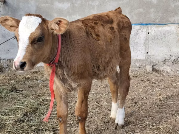 Ng'ombe dume, Simmental cattle