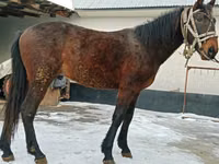 Farasi dume, Budyonny horse — picha 3