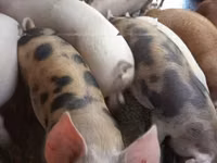 Schweine (Partie, Geschlecht nicht angegeben) — Foto 2