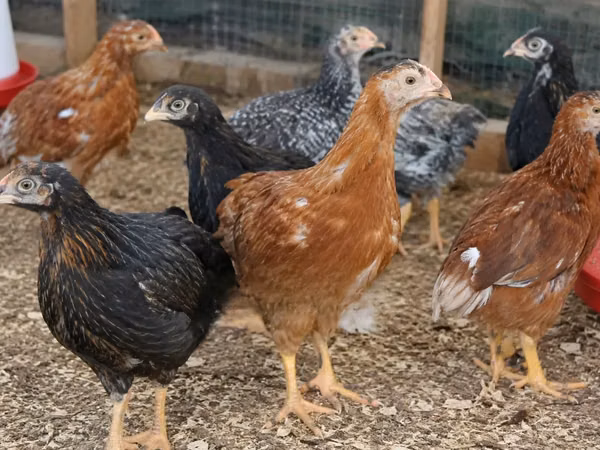 Chickens — Kenia