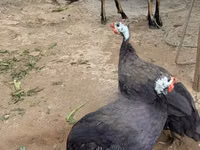 Turkeys — picha 5
