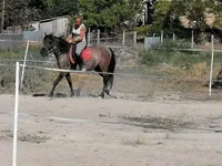 Farasi jike, Polish pony — picha 2