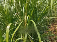 Juncao Chinese Magic Grass — фото 2