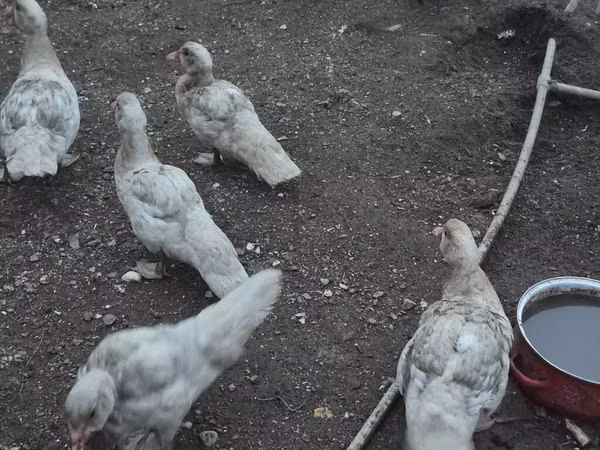 Утки