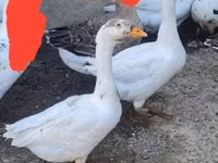 Geese — picha 3