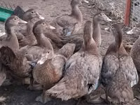 Ducks — picha 8