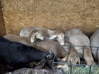Sheep, Arashan sheep — photo 3