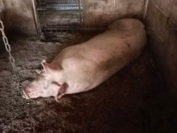 Säue, Schweine
