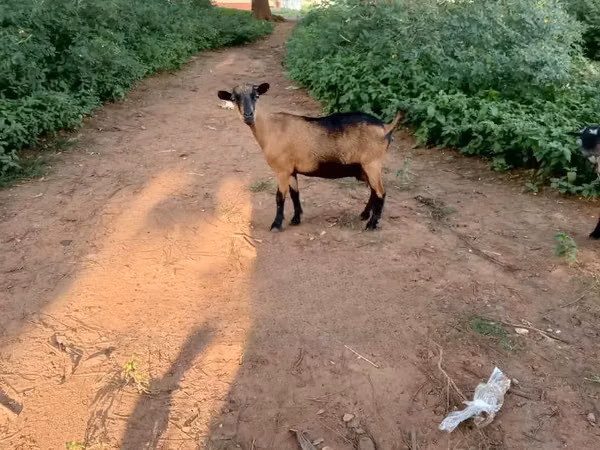 बकरियाँ (लॉट, लिंग निर्दिष्ट नहीं), बकरियाँ