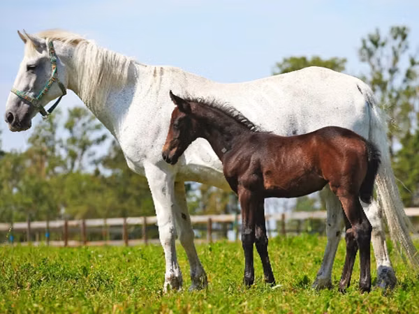 Stute, Orlov Trotter