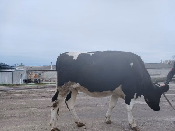 Kuh, Russian Black pied cattle
