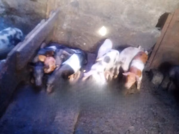 Schweine (Partie, Geschlecht nicht angegeben), Schweine — Kenia